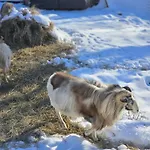 Beranek Na Sumave * Železná Ruda