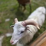 Lägenhet Beranek Na Sumave Železná Ruda