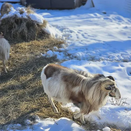 Beranek Na Sumave * Železná Ruda