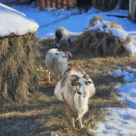 Beranek Na Sumave Železná Ruda